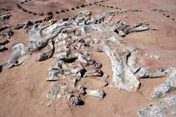 Dinosaur skeleton at Tiguidit